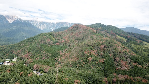 白馬村のナラ枯れ